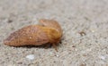 Oakworm Moth - Anisota stigma - Found on Pavement Near Warehouse Royalty Free Stock Photo