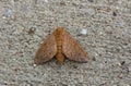 Oakworm Moth - Anisota stigma - Found on Pavement Near Warehouse Royalty Free Stock Photo