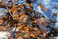 Oarweed Tangle - Seaweed. Royalty Free Stock Photo