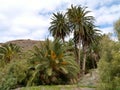 The oasis Barranca de la Madre of Ajui on Fuerteventura Royalty Free Stock Photo