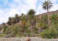 The oasis Barranca de la Madre of Ajui on Fuerteventura Royalty Free Stock Photo