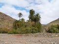 The oasis Barranca de la Madre of Ajui on Fuerteventura Royalty Free Stock Photo