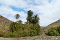 The oasis Barranca de la Madre of Ajui on Fuerteventura Royalty Free Stock Photo
