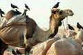 oasis birdlife around camel, perched on nearby rocks Royalty Free Stock Photo