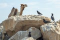 oasis birdlife around camel, perched on nearby rocks Royalty Free Stock Photo