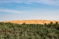 Oasis with Date palms in Biiddiyya at entrence to wahiba sands to camp in Oman