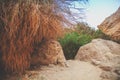 Ein Gedi nature reserve. Israel Royalty Free Stock Photo