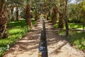 Oasis in the desert. Irrigation of land in the Sahara Sands