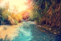 Oasis in the desert. Nahal David river Royalty Free Stock Photo