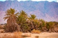 Date palm trees on a background of mountains Royalty Free Stock Photo