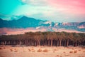 Palm trees grove in the desert at sunset Royalty Free Stock Photo