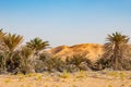 Oasis in the desert of Rub al Khali or Empty Quarter Royalty Free Stock Photo