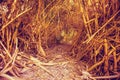 An oasis in the desert. A tunnel in the bamboo thicket Royalty Free Stock Photo