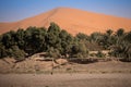 Oasis in Hassilabied, Erg Chebbi, Moroco