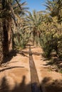 Oasis in Hassilabied, Erg Chebbi, Moroco Royalty Free Stock Photo