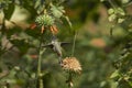 Hummingbird in the Azapa Valley, Chile