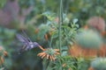 Hummingbird in the Azapa Valley, Chile