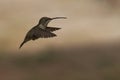 Hummingbird in the Azapa Valley, Chile