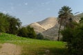 Oasis in Judean Desert at Wadi Qelt in spring Royalty Free Stock Photo