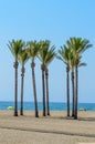 Oasis of a large group of palm trees on the beach of Roquetas de Mar. August 14, 2019. Roquetas de Mar Almeria. Spain. Travel