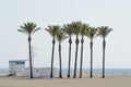 Oasis of a large group of palm trees on the beach of Roquetas de Mar. August 14, 2019. Roquetas de Mar Almeria. Spain. Travel