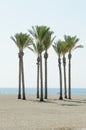 Oasis of a large group of palm trees on the beach of Roquetas de Mar. August 14, 2019. Roquetas de Mar Almeria. Spain. Travel