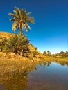 oasis in the middle of the sahara under a blue sky in heat Royalty Free Stock Photo