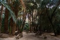 Palm trees at the oasis in Ouarzazate, Morocco