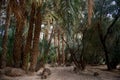 Palm trees at the oasis in Ouarzazate, Morocco