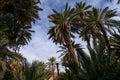Palm trees at the oasis in Ouarzazate, Morocco