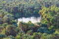 An oasis pond in palm trees near Mulege in Baja Royalty Free Stock Photo