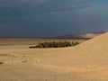 Oasis in Sahara desert Royalty Free Stock Photo