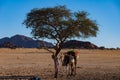 Oasis, Sahara desert in Chad. Two camels stands next to the tree. Royalty Free Stock Photo