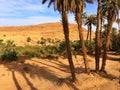 Oasis of Taghit Royalty Free Stock Photo