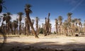 An Oasis of Tropical Trees Furnace Creek Death Valley Royalty Free Stock Photo