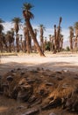 An Oasis of Tropical Trees Furnace Creek Death Valley Royalty Free Stock Photo