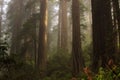 Coast redwood Sequoia sempervirens forest on a foggy day with soft morning light, a scene from northern California Royalty Free Stock Photo