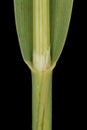 Oat (Avena sativa). Culm and Leaf Sheath Closeup