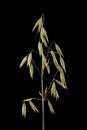 Oat (Avena sativa). Inflorescence Closeup Royalty Free Stock Photo