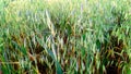 Oats plants close up Royalty Free Stock Photo