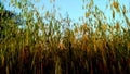 Oats plants close up Royalty Free Stock Photo