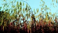 Oats plants close up Royalty Free Stock Photo