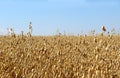A large field of rye in the summer before harvesting Royalty Free Stock Photo