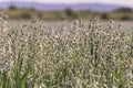 Oat cereal field at spring Royalty Free Stock Photo