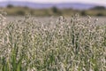 Oat cereal field at spring