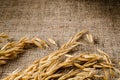 Oat cereal grain on sackcloth Royalty Free Stock Photo