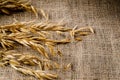 Oat cereal grain on sackcloth Royalty Free Stock Photo