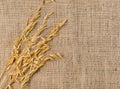 Oat cereal grain on sackcloth Royalty Free Stock Photo