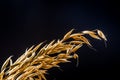 Oat cereal grain on sackcloth Royalty Free Stock Photo