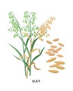 Oat cereal grass and grains - vector botanical illustration in flat design isolated on white background.